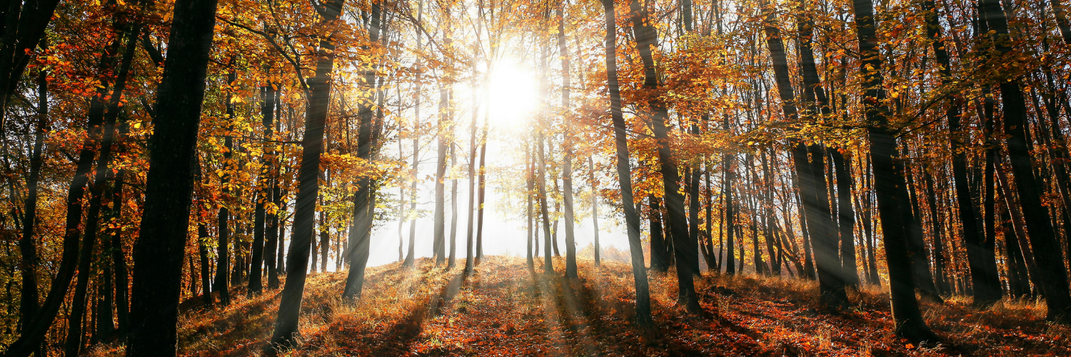 The Back to Earth Team’s Top Natural Fall Remedies