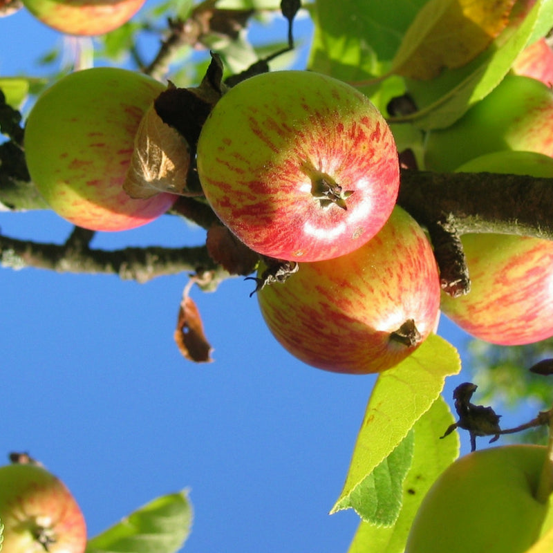 Back to Earth Weeds & Seeds Easy Apple Crisp