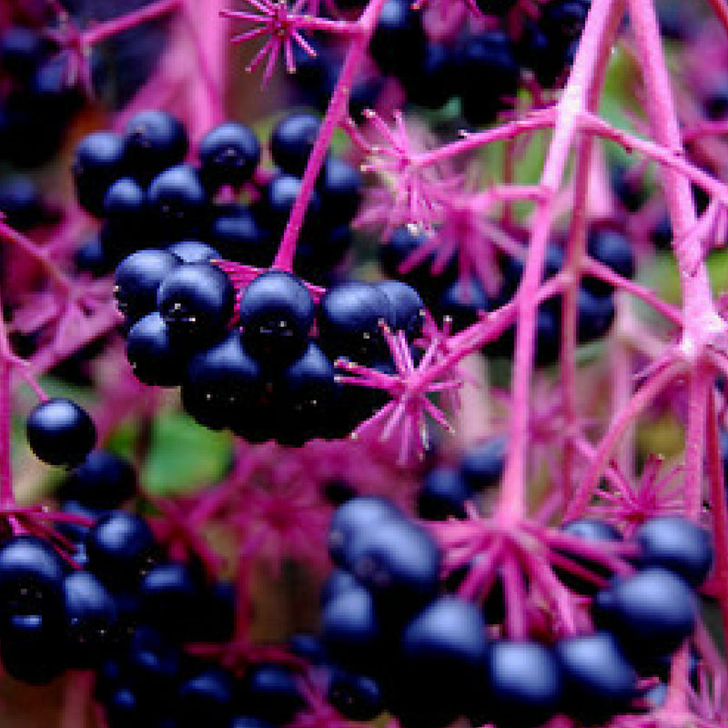 Harvesting Nature's Ingredients: Medicinal Plants