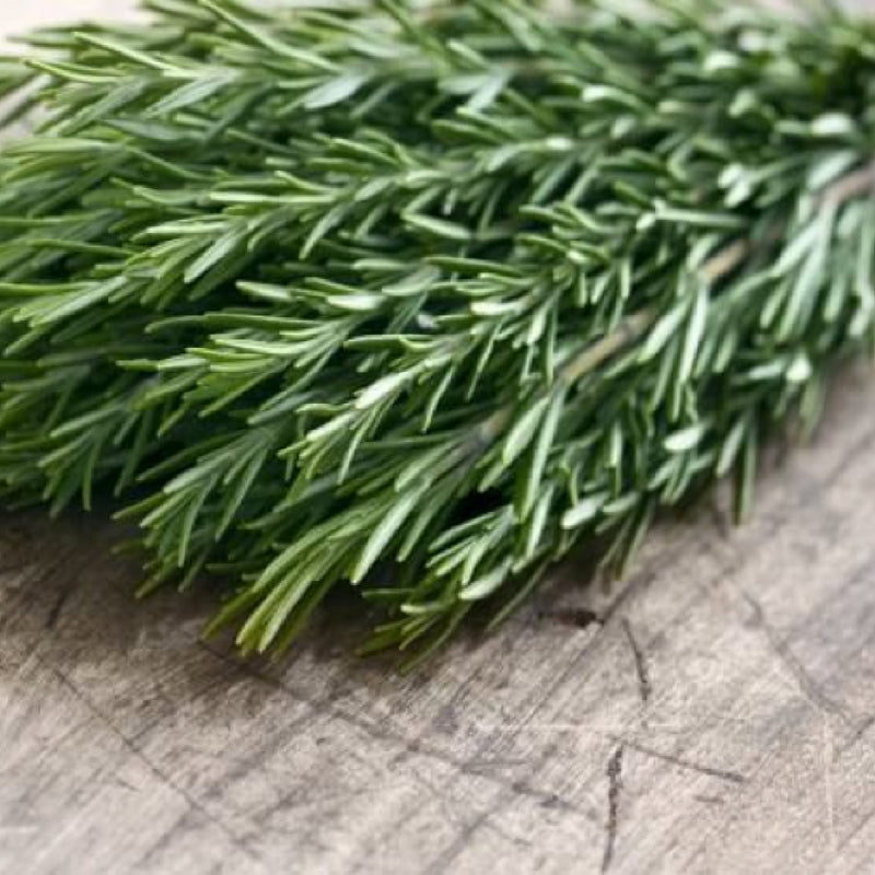 Spotlight on Rosemary Essential Oil