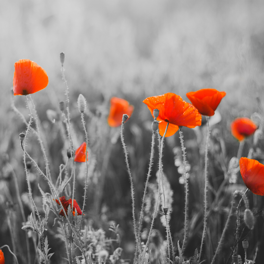 What Remembrance Day Can Teach Us About Gratitude