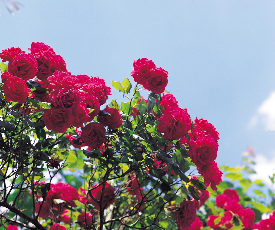 Natural DIY Ways to Use Rose Petals